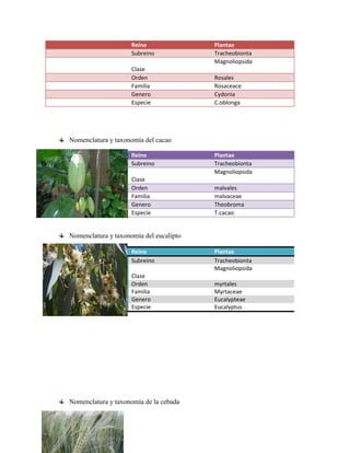 Reino Plantae
Subreino Tracheobionta
Clase
Magnoliopsida
Orden Rosales
Familia Rosaceace
Genero Cydonia
Especie C.oblonga
Nomenclatura y taxonomía del cacao
Reino Plantae
Subreino Tracheobionta
Clase
Magnoliopsida
Orden malvales
Familia malvaceae
Genero Theobroma
Especie T.cacao
Nomenclatura y taxonomía del eucalipto
Reino Plantae
Subreino Tracheobionta
Clase
Magnoliopsida
Orden myrtales
Familia Myrtaceae
Genero Eucalypteae
Especie Eucalyptus
Nomenclatura y taxonomía de la cebada
 