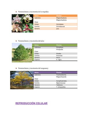 Nomenclatura y taxonomía de la orquídea
Reino Plantae
Subreino Magnoliophyta
Clase
Magnoliophyta
Orden Orchidales
Familia Orchidaceae
Genero juss
Nomenclatura y taxonomía del pino
Reino Plantae
Subreino Pinophyta
Clase
Pinopsida
Orden Pinales
Familia Pinaceae
Genero Pinus
Especie P. nigra
Nomenclatura y taxonomía del araguaney
Reino Plantae
Subreino Tracheobionta
Clase
Magnoliopsida
Orden Scrophulariales
Familia Bignoniaceae
Genero Tabebuia
Especie T. chrysantha
REPRODUCCIÓN CELULAR
 