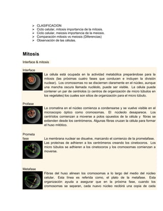  CLASIFICACION
 Ciclo celular, mitosis importancia de la mitosis.
 Ciclo celular, meiosis importancia de la meiosis.
 Comparación mitosis vs meiosis (Diferencias)
 Observación de las células.
Mitosis
Interface & mitosis
Interface
La célula está ocupada en la actividad metabólica preparándose para la
mitosis (las próximas cuatro fases que conducen e incluyen la división
nuclear). Los cromosomas no se disciernen claramente en el núcleo, aunque
una mancha oscura llamada nucléolo, puede ser visible. La célula puede
contener un par de centriolos (o centros de organización de micro túbulos en
los vegetales) los cuales son sitios de organización para el micro túbulo.
Profase
La cromatina en el núcleo comienza a condensarse y se vuelve visible en el
microscopio óptico como cromosomas. El núcleolo desaparece. Los
centríolos comienzan a moverse a polos opuestos de la célula y fibras se
extienden desde los centrómeros. Algunas fibras cruzan la célula para formar
el huso mitótico.
Prometa
fase La membrana nuclear se disuelve, marcando el comienzo de la prometafase.
Las proteínas de adhieren a los centrómeros creando los cinetocoros. Los
micro túbulos se adhieren a los cinetocoros y los cromosomas comienzan a
moverse.
Metafase
Fibras del huso alinean los cromosomas a lo largo del medio del núcleo
celular. Esta línea es referida como, el plato de la metafase. Esta
organización ayuda a asegurar que en la próxima fase, cuando los
cromosomas se separan, cada nuevo núcleo recibirá una copia de cada
 