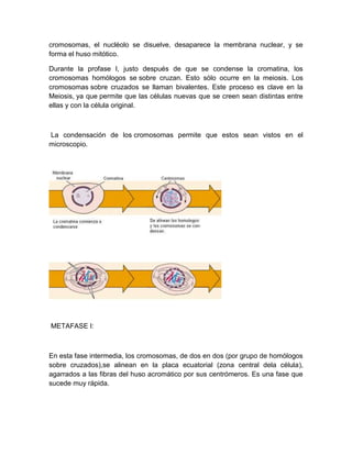 cromosomas, el nucléolo se disuelve, desaparece la membrana nuclear, y se
forma el huso mitótico.
Durante la profase I, justo después de que se condense la cromatina, los
cromosomas homólogos se sobre cruzan. Esto sólo ocurre en la meiosis. Los
cromosomas sobre cruzados se llaman bivalentes. Este proceso es clave en la
Meiosis, ya que permite que las células nuevas que se creen sean distintas entre
ellas y con la célula original.
La condensación de los cromosomas permite que estos sean vistos en el
microscopio.
METAFASE I:
En esta fase intermedia, los cromosomas, de dos en dos (por grupo de homólogos
sobre cruzados),se alinean en la placa ecuatorial (zona central dela célula),
agarrados a las fibras del huso acromático por sus centrómeros. Es una fase que
sucede muy rápida.
 