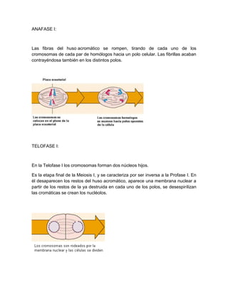 ANAFASE I:
Las fibras del huso acromático se rompen, tirando de cada uno de los
cromosomas de cada par de homólogos hacia un polo celular. Las fibrillas acaban
contrayéndosa también en los distintos polos.
TELOFASE I:
En la Telofase I los cromosomas forman dos núcleos hijos.
Es la etapa final de la Meiosis I, y se caracteriza por ser inversa a la Profase I. En
él desaparecen los restos del huso acromático, aparece una membrana nuclear a
partir de los restos de la ya destruida en cada uno de los polos, se desespirilizan
las cromáticas se crean los nucléolos.
 