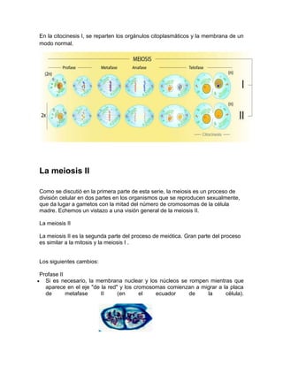 En la citocinesis I, se reparten los orgánulos citoplasmáticos y la membrana de un
modo normal.
La meiosis II
Como se discutió en la primera parte de esta serie, la meiosis es un proceso de
división celular en dos partes en los organismos que se reproducen sexualmente,
que da lugar a gametos con la mitad del número de cromosomas de la célula
madre. Echemos un vistazo a una visión general de la meiosis II.
La meiosis II
La meiosis II es la segunda parte del proceso de meiótica. Gran parte del proceso
es similar a la mitosis y la meiosis I .
Los siguientes cambios:
Profase II
Si es necesario, la membrana nuclear y los núcleos se rompen mientras que
aparece en el eje "de la red" y los cromosomas comienzan a migrar a la placa
de metafase II (en el ecuador de la célula).
 