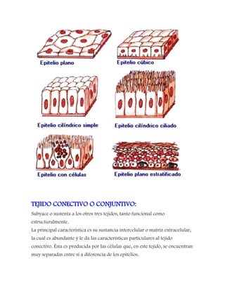 TEJIDO CONECTIVO O CONJUNTIVO:
Subyace o sustenta a los otros tres tejidos, tanto funcional como
estructuralmente.
La principal característica es su sustancia intercelular o matriz extracelular,
la cual es abundante y le da las características particulares al tejido
conectivo. Ésta es producida por las células que, en este tejido, se encuentran
muy separadas entre sí a diferencia de los epitelios.
 