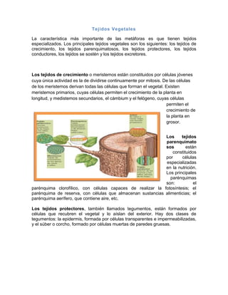 Tejidos Vegetales
La característica más importante de las metáforas es que tienen tejidos
especializados. Los principales tejidos vegetales son los siguientes: los tejidos de
crecimiento, los tejidos parenquimatosos, los tejidos protectores, los tejidos
conductores, los tejidos se sostén y los tejidos excretores.
Los tejidos de crecimiento o meristemos están constituidos por células jóvenes
cuya única actividad es la de dividirse continuamente por mitosis. De las células
de los meristemos derivan todas las células que forman el vegetal. Existen
meristemos primarios, cuyas células permiten el crecimiento de la planta en
longitud, y medistemos secundarios, el cámbium y el felógeno, cuyas células
permiten el
crecimiento de
la planta en
grosor.
Los tejidos
parenquimato
sos están
constituidos
por células
especializadas
en la nutrición.
Los principales
parénquimas
son: el
parénquima clorofílico, con células capaces de realizar la fotosíntesis; el
parénquima de reserva, con células que almacenan sustancias alimenticias; el
parénquima aerífero, que contiene aire, etc.
Los tejidos protectores, también llamados tegumentos, están formados por
células que recubren el vegetal y lo aíslan del exterior. Hay dos clases de
tegumentos: la epidermis, formada por células transparentes e impermeabilizadas,
y el súber o corcho, formado por células muertas de paredes gruesas.
 