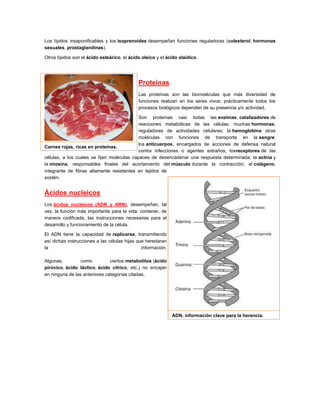 Los lípidos insaponificables y los isoprenoides desempeñan funciones reguladoras (colesterol, hormonas
sexuales, prostaglandinas).
Otros lípidos son el ácido esteárico, el ácido oleico y el ácido elaídico.
Proteínas
Las proteínas son las biomoléculas que más diversidad de
funciones realizan en los seres vivos; prácticamente todos los
procesos biológicos dependen de su presencia y/o actividad.
Son proteínas casi todas las enzimas, catalizadores de
reacciones metabólicas de las células; muchas hormonas,
reguladores de actividades celulares; la hemoglobina otras
moléculas con funciones de transporte en la sangre;
los anticuerpos, encargados de acciones de defensa natural
contra infecciones o agentes extraños; losreceptores de las
células, a los cuales se fijan moléculas capaces de desencadenar una respuesta determinada; la actina y
la miosina, responsables finales del acortamiento del músculo durante la contracción; el colágeno,
integrante de fibras altamente resistentes en tejidos de
sostén.
Ácidos nucleicos
Los ácidos nucleicos (ADN y ARN), desempeñan, tal
vez, la función más importante para la vida: contener, de
manera codificada, las instrucciones necesarias para el
desarrollo y funcionamiento de la célula.
El ADN tiene la capacidad de replicarse, transmitiendo
así dichas instrucciones a las células hijas que heredaran
la información.
Algunas, como ciertos metabolitos (ácido
pirúvico, ácido láctico, ácido cítrico, etc.) no encajan
en ninguna de las anteriores categorías citadas.
Carnes rojas, ricas en proteínas.
ADN, información clave para la herencia.
 