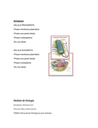 Semejanza
CELULA PROCARIOTA
•Posee membrana plasmática
•Posee una pared celular
•Posee nucleoplasma
•Es una célula
CELULA EUCARIOTA
•Posee membrana plasmática
•Posee una pared celular
•Posee nucloplasma
•Es una célula
Módulo de biología
Estudiante: Estefanía loor
Docente: Bioq. Carlos García
TEMA: Estructuras biológicas por tamaño.
 