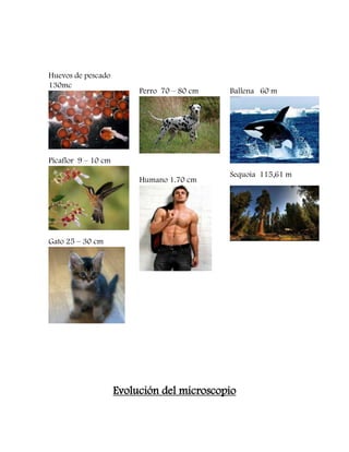 Huevos de pescado
130mc
Picaflor 9 – 10 cm
Gato 25 – 30 cm
Perro 70 – 80 cm
Humano 1.70 cm
Ballena 60 m
Sequoia 115,61 m
Evolución del microscopio
 