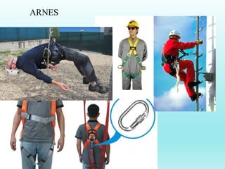 ARNES
 