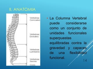 II. ANATOMIA
14
• La Columna Vertebral
puede considerarse
como un conjunto de
unidades funcionales
superpuestas
equilibradas contra la
gravedad y capaces
de una flexibilidad
funcional.
 