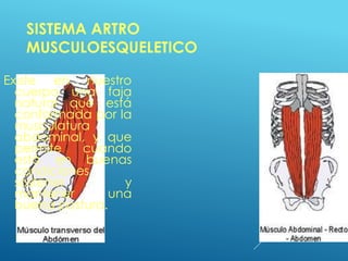 SISTEMA ARTRO
MUSCULOESQUELETICO
19
Existe en nuestro
cuerpo una faja
natural que está
conformada por la
musculatura
abdominal, y que
permite cuando
está en buenas
condiciones
sostener y
mantener una
buena postura.
 