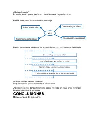 ¿Qué es el manglar?
Es un sitio poblado por un tipo de árbol llamado mangle, de grandes raíces.

Elabore un esquema de características del mangle.
Crece en el agua salada

Raíces superficiales

Mangl
aare
Reproducción muy especial

Crecen cerca de las costas

Elabora un esquema secuencial del proceso de reproducción y desarrollo del mangle.

Una semilla germina en el árbol

Desarrolla vástagos que cuelgan en el aire
Caen en el agua transformándose en raíces

Ya desarrollados se extienden en círculos de tres metros

¿Por qué mueren algunos mangles?
Porque sus raíces quedan asentadas en la tierra seca.
¿Qué se infiere de lo dicho anteriormente acerca del medio en el cual crece el mangle?
En que crecen cerca de las costas.

CONCLUSIONES
Resoluciones de ejercicios.

 