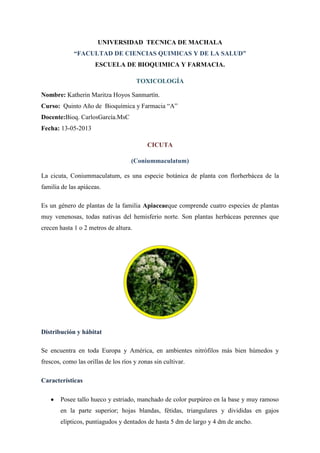 UNIVERSIDAD TECNICA DE MACHALA
“FACULTAD DE CIENCIAS QUIMICAS Y DE LA SALUD”
ESCUELA DE BIOQUIMICA Y FARMACIA.
TOXICOLOGÍA
Nombre: Katherin Maritza Hoyos Sanmartín.
Curso: Quinto Año de Bioquímica y Farmacia “A”
Docente:Bioq. CarlosGarcía.MsC
Fecha: 13-05-2013
CICUTA
(Coniummaculatum)
La cicuta, Coniummaculatum, es una especie botánica de planta con florherbácea de la
familia de las apiáceas.
Es un género de plantas de la familia Apiaceaeque comprende cuatro especies de plantas
muy venenosas, todas nativas del hemisferio norte. Son plantas herbáceas perennes que
crecen hasta 1 o 2 metros de altura.

Distribución y hábitat
Se encuentra en toda Europa y América, en ambientes nitrófilos más bien húmedos y
frescos, como las orillas de los ríos y zonas sin cultivar.
Características
Posee tallo hueco y estriado, manchado de color purpúreo en la base y muy ramoso
en la parte superior; hojas blandas, fétidas, triangulares y divididas en gajos
elípticos, puntiagudos y dentados de hasta 5 dm de largo y 4 dm de ancho.

 