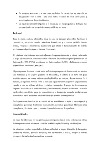 Su zumo es venenoso y se usa como medicina. Se caracteriza por despedir un
desagradable olor a orina. Tiene unos frutos ovalados de color verde pardo y
aproximadamente 3 mm de diámetro.
La cicuta es semejante al perejil o el hinojo, de los cuales apenas se distingue más
que por el color oscuro y el olor desagradable de sus hojas.
Toxicidad
Toda la planta contiene alcaloides, entre los que se destacan glucósidos flavónicos y
cumarínicos y un aceite esencial, además de la coniceina y la coniína (también llamada
conina, conicina o cicutina) una neurotoxina que inhibe el funcionamiento del sistema
nervioso central produciendo el llamado "cicutismo".
El efecto de esta toxina es semejante al curare. La concentración de la misma varía según
la etapa de maduración y las condiciones climáticas, encontrándose principalmente en los
frutos verdes (0,73-0,98%), seguidos de los frutos maduros (0,50%) y hallándose en menor
proporción en las flores (0,09-0,24%).
Algunos gramos de frutos verdes serían suficientes para provocar la muerte de un humano
(los rumiantes y los pájaros parecen ser resistentes), el caballo y el burro son poco
sensibles, pero es un veneno violento para los bóvidos, los conejos y los carnívoros. En el
humano, la ingestión provoca sobre la hora que sigue trastornos digestivos (especialmente
cuando la raíz se utiliza), vértigos y cefaleas, parestesias, descenso de la temperatura
corporal, reducción de la fuerza muscular, y finalmente una parálisis ascendente. La muerte
puede sobrevenir debido a que las convulsiones y la destrucción muscular produzcan una
insuficiencia renal, o debido a las alteraciones que produce en la respiración
Puede presentarse intoxicación accidental por su parecido con el apio, el nabo o perejil y
otras plantas que sirven de alimento o condimento, a pesar de que existen diferencias entre
estas plantas y la cicuta, como el tamaño, el olor distintamente desagradable.
Usos medicinales
La cicuta ha sido usada por sus propiedades antiespasmódicas y como sedante para calmar
dolores persistentes e intratables, como los producidos por el cáncer y las neuralgias
La sobredosis produce sequedad en la boca, dificultad al tragar, dilatación de las pupilas
(midriasis), náuseas, parálisis muscular; paro respiratorio y asfixia, aunque la víctima
permanece lúcida hasta el momento de su muerte.

 