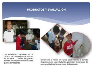 PRODUCTOS Y EVALUACIÓN
Los estudiantes participan en el
cuidado de los conejos que se crían
en la sede. Toman fotografías,
asumen con responsabilidad la tarea
que les corresponde
Se fomenta el trabajo en equipo, colaborativo y el sentido
de pertenencia. Los estudiantes participan de jornadas de
aseo y cuidado de la zona verde de la escuela.
 