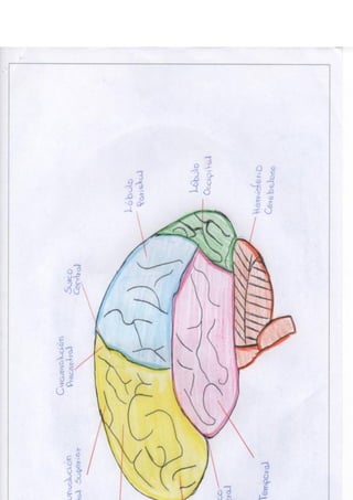 Portafolio fisologia