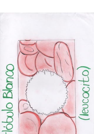 Portafolio fisologia