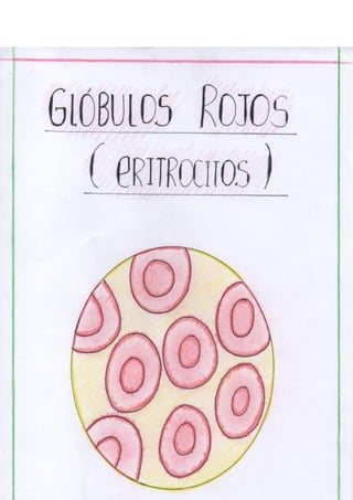 Portafolio fisologia