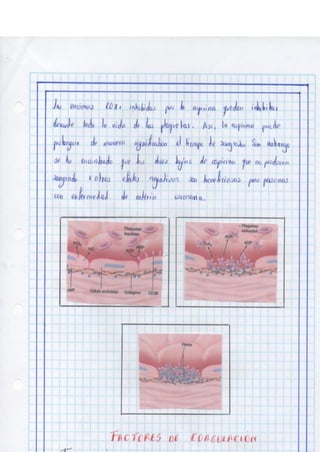 Portafolio fisologia