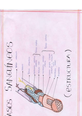 Portafolio fisologia