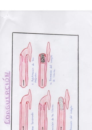 Portafolio fisologia