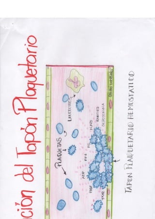 Portafolio fisologia