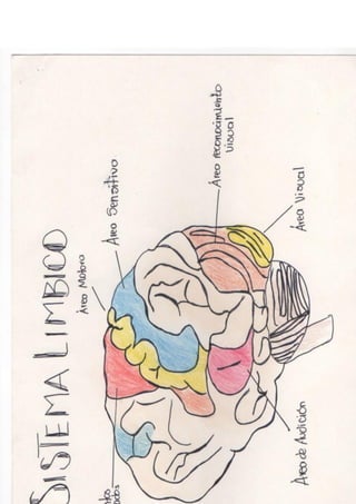 Portafolio fisologia