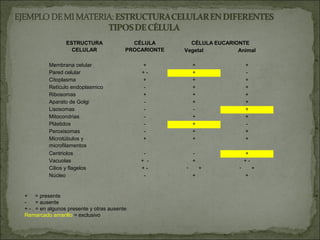 ESTRUCTURA                CÉLULA        CÉLULA EUCARIONTE
                  CELULAR               PROCARIONTE   Vegetal         Animal

         Membrana celular                   +             +               +
         Pared celular                      +-            +               -
         Citoplasma                         +             +               +
         Retículo endoplasmico               -            +               +
         Ribosomas                          +             +               +
         Aparato de Golgi                    -            +               +
         Lisosomas                           -            -               +
         Mitocondrias                        -            +               +
         Plástidos                           -            +               -
         Peroxisomas                         -            +               +
         Microtúbulos y                     +             +               +
         microfilamentos
         Centriolos                          -            -               +
         Vacuolas                           + -           +               +-
         Cilios y flagelos                  +-        -       +       -        +
         Núcleo                              -            +               +


+ = presente
-   = ausente
+ - = en algunos presente y otras ausente
Remarcado amarillo = exclusivo
 