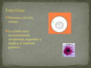 Pertenece al ciclo
 celular.

La célula crece
 incrementando
 citoplasma, organelos y
 duplica el material
 genético.
 