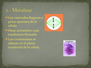 Los centriolos llegaron a
 polos opuestos de la
 célula.
Huso acromático casi
 totalmente formado.
Los cromosomas se
 alinean en el plano
 ecuatorial de la célula.
 