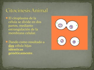 El citoplasma de la
 célula se divide en dos
 partes, mediante
 estrangulación de la
 membrana celular.

Dando como resultado a
 dos célula hijas
 idénticas
 genéticamente.
 