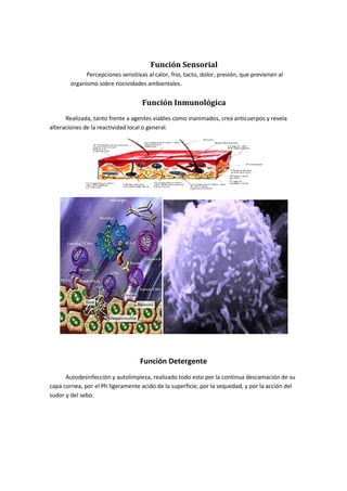 Función Sensorial
Percepciones sensitivas al calor, frio, tacto, dolor, presión, que previenen al
organismo sobre nocividades ambientales.

Función Inmunológica
Realizada, tanto frente a agentes viables como inanimados, crea anticuerpos y revela
alteraciones de la reactividad local o general.

Función Detergente
Autodesinfección y autolimpieza, realizado todo esto por la continua descamación de su
capa cornea, por el Ph ligeramente acido de la superficie, por la sequedad, y por la acción del
sudor y del sebo.

 