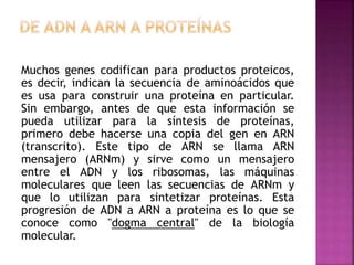 Muchos genes codifican para productos proteicos,
es decir, indican la secuencia de aminoácidos que
es usa para construir una proteína en particular.
Sin embargo, antes de que esta información se
pueda utilizar para la síntesis de proteínas,
primero debe hacerse una copia del gen en ARN
(transcrito). Este tipo de ARN se llama ARN
mensajero (ARNm) y sirve como un mensajero
entre el ADN y los ribosomas, las máquinas
moleculares que leen las secuencias de ARNm y
que lo utilizan para sintetizar proteínas. Esta
progresión de ADN a ARN a proteína es lo que se
conoce como "dogma central" de la biología
molecular.
 