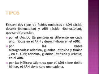 Existen dos tipos de ácidos nucleicos : ADN (ácido
desoxirribonucleico) y ARN (ácido ribonucleico),
que se diferencian:
 por el glúcido (la pentosa es diferente en cada
uno; ribosa en el ARN y desoxirribosa en el ADN);
 por las bases
nitrogenadas: adenina, guanina, citosina y timina
, en el ADN; adenina, guanina, citosina y uracilo,
en el ARN.
 por las Hélices: Mientras que el ADN tiene doble
hélice, el ARN tiene solo una cadena.
 