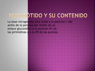 La base nitrogenada esta unida a la posición 1 del
anillo de la pentosa por medio de un
enlace glucosídico a la posición N1 de
las pirimidinas o a la N9 de las purinas.
 