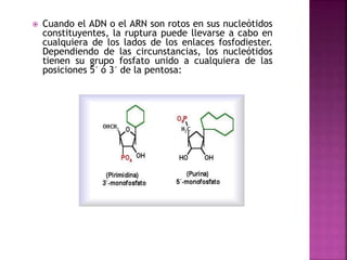  Cuando el ADN o el ARN son rotos en sus nucleótidos
constituyentes, la ruptura puede llevarse a cabo en
cualquiera de los lados de los enlaces fosfodiester.
Dependiendo de las circunstancias, los nucleótidos
tienen su grupo fosfato unido a cualquiera de las
posiciones 5´ ó 3´ de la pentosa:
 