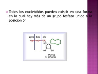  Todos los nucleótidos pueden existir en una forma
en la cual hay más de un grupo fosfato unido a la
posición 5´
 