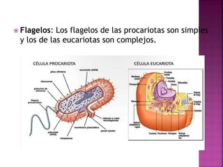  Flagelos: Los flagelos de las procariotas son simples
y los de las eucariotas son complejos.
 