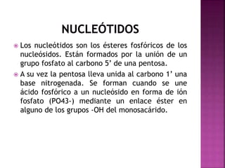  Los nucleótidos son los ésteres fosfóricos de los
nucleósidos. Están formados por la unión de un
grupo fosfato al carbono 5’ de una pentosa.
 A su vez la pentosa lleva unida al carbono 1’ una
base nitrogenada. Se forman cuando se une
ácido fosfórico a un nucleósido en forma de ión
fosfato (PO43-) mediante un enlace éster en
alguno de los grupos -OH del monosacárido.
 