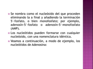  Se nombra como el nucleósido del que proceden
eliminando la a final y añadiendo la terminación
5´-fosfato, o bien monofosfato; por ejemplo,
adenosín-5´-fosfato o adenosín-5´-monofosfato
(AMP).
 Los nucleótidos pueden formarse con cualquier
nucleósido, con una nomenclatura idéntica.
 Veamos a continuación, a modo de ejemplo, los
nucleótidos de Adenosina:
 