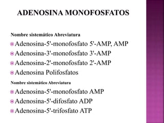 Nombre sistemático Abreviatura
Adenosina-5'-monofosfato 5'-AMP, AMP
Adenosina-3'-monofosfato 3'-AMP
Adenosina-2'-monofosfato 2'-AMP
Adenosina Polifosfatos
Nombre sistemático Abreviatura
Adenosina-5'-monofosfato AMP
Adenosina-5'-difosfato ADP
Adenosina-5'-trifosfato ATP
 