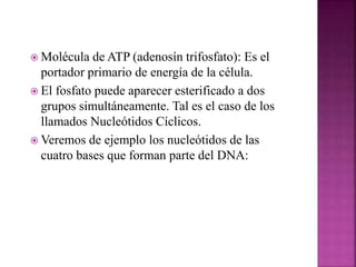  Molécula de ATP (adenosín trifosfato): Es el
portador primario de energía de la célula.
 El fosfato puede aparecer esterificado a dos
grupos simultáneamente. Tal es el caso de los
llamados Nucleótidos Cíclicos.
 Veremos de ejemplo los nucleótidos de las
cuatro bases que forman parte del DNA:
 