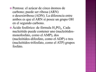  Pentosa: el azúcar de cinco átomos de
carbono; puede ser ribosa (ARN)
o desoxirribosa (ADN). La diferencia entre
ambos es que el ARN sí posee un grupo OH
en el segundo carbono.
 Ácido fosfórico: de fórmula H3PO4. Cada
nucleótido puede contener uno (nucleótidos-
monofosfato, como el AMP), dos
(nucleótidos-difosfato, como el ADP) o tres
(nucleótidos-trifosfato, como el ATP) grupos
fosfato.
 