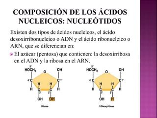 Existen dos tipos de ácidos nucleicos, el ácido
desoxirribonucleico o ADN y el ácido ribonucleico o
ARN, que se diferencian en:
 El azúcar (pentosa) que contienen: la desoxirribosa
en el ADN y la ribosa en el ARN.
 