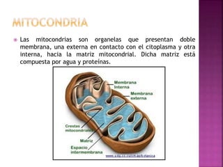  Las mitocondrias son organelas que presentan doble
membrana, una externa en contacto con el citoplasma y otra
interna, hacia la matriz mitocondrial. Dicha matriz está
compuesta por agua y proteínas.
 