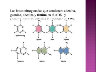 Las bases nitrogenadas que contienen: adenina,
guanina, citosina y timina en el ADN; y
adenina, guanina, citosina y uraciloen el ARN.
 