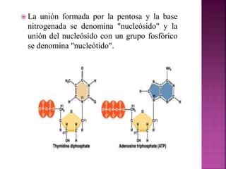  La unión formada por la pentosa y la base
nitrogenada se denomina "nucleósido" y la
unión del nucleósido con un grupo fosfórico
se denomina "nucleótido".
 