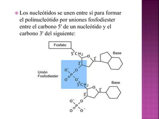  Los nucleótidos se unen entre sí para formar
el polinucleótido por uniones fosfodiester
entre el carbono 5' de un nucleótido y el
carbono 3' del siguiente:
 