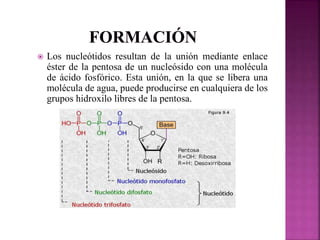  Los nucleótidos resultan de la unión mediante enlace
éster de la pentosa de un nucleósido con una molécula
de ácido fosfórico. Esta unión, en la que se libera una
molécula de agua, puede producirse en cualquiera de los
grupos hidroxilo libres de la pentosa.
 
