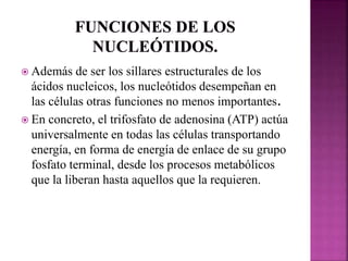  Además de ser los sillares estructurales de los
ácidos nucleicos, los nucleótidos desempeñan en
las células otras funciones no menos importantes.
 En concreto, el trifosfato de adenosina (ATP) actúa
universalmente en todas las células transportando
energía, en forma de energía de enlace de su grupo
fosfato terminal, desde los procesos metabólicos
que la liberan hasta aquellos que la requieren.
 