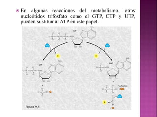  En algunas reacciones del metabolismo, otros
nucleótidos trifosfato como el GTP, CTP y UTP,
pueden sustituir al ATP en este papel.
 